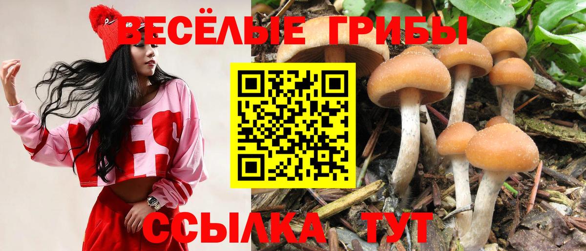 сколько стоит  Вход с VPN  Ростов Великий  Псилоцибиновые грибы Psilocybe 